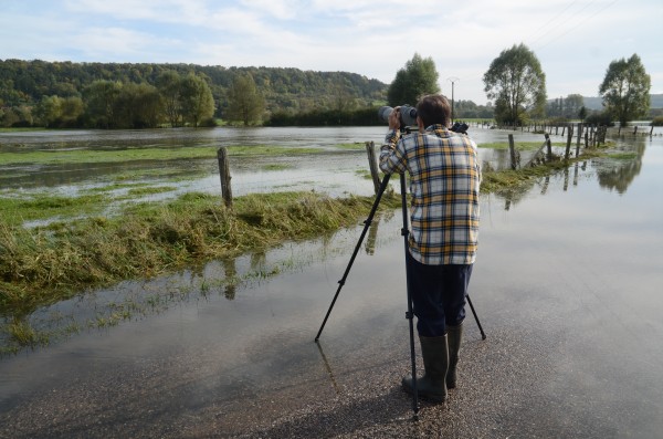 Observation des oiseaux