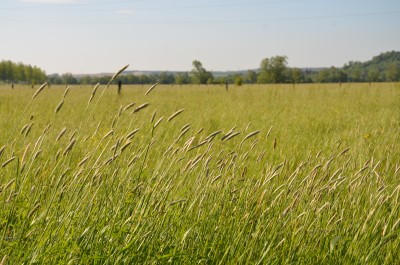 Prairie de fauche à Boncourt-sur-Meuse