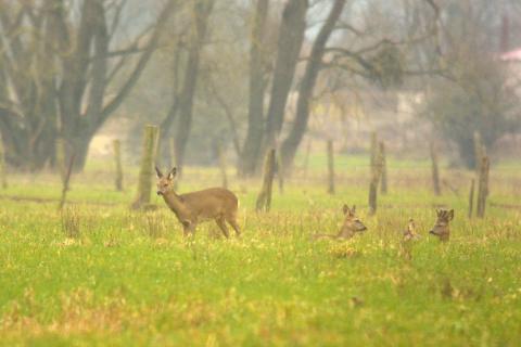 Chevreuils à Vaucouleurs (CG55) Chevreuils à Vaucouleurs