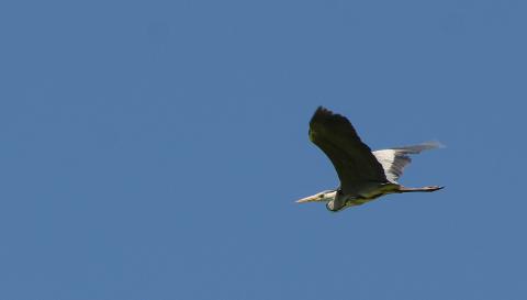 Héron cendré (CG55) Héron cendré