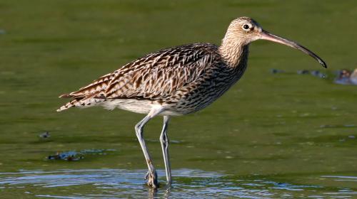 curlew_numenius_arquata_ken_billington_licencecreativecommons.jpg